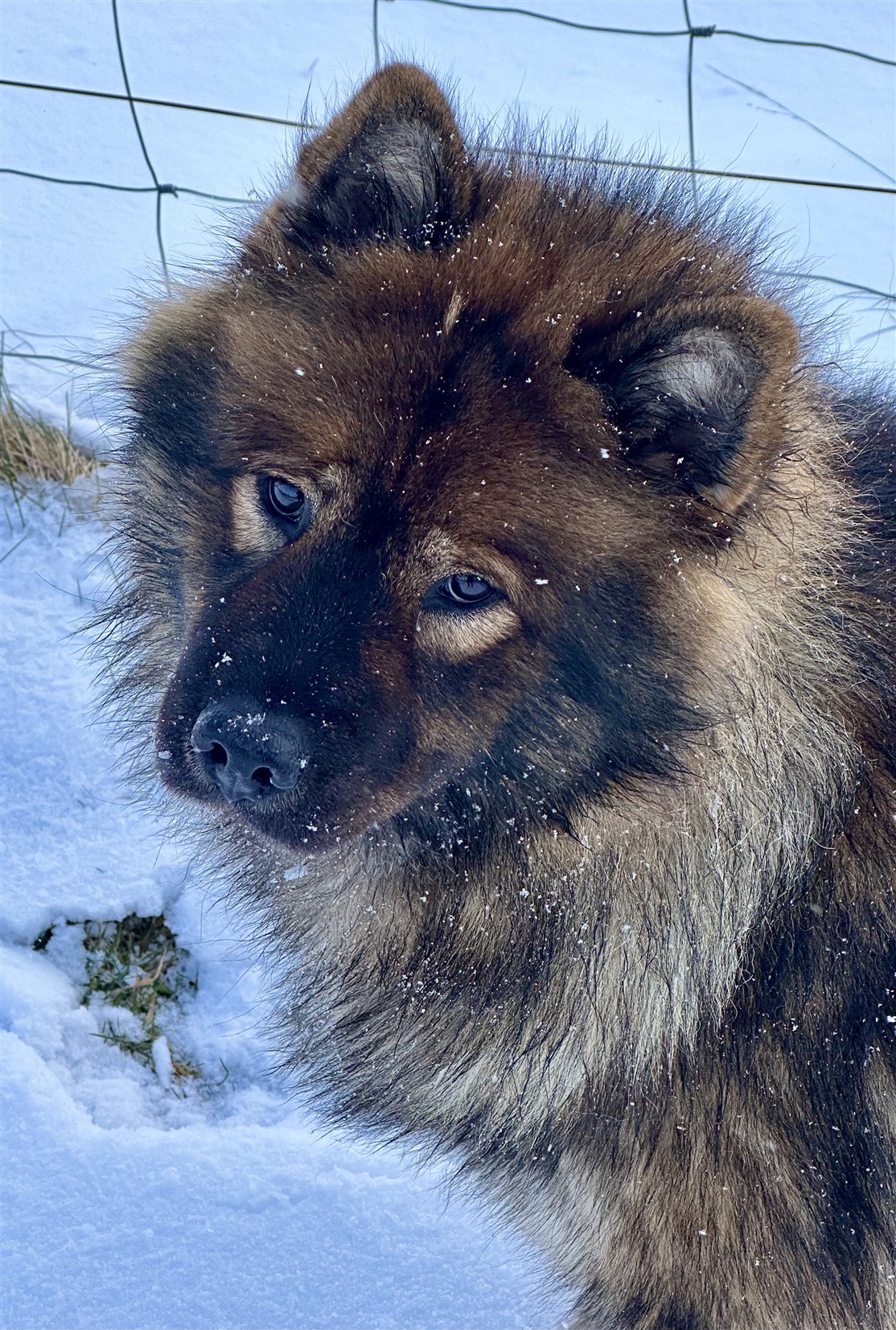 Skovhedens Miss Dimma - mor til det kommende kuld ❤️